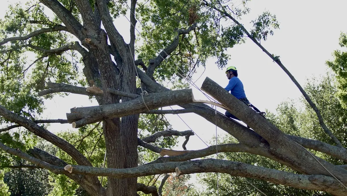 Professional Hazardous Tree Removal performed by certified arborists in Harford