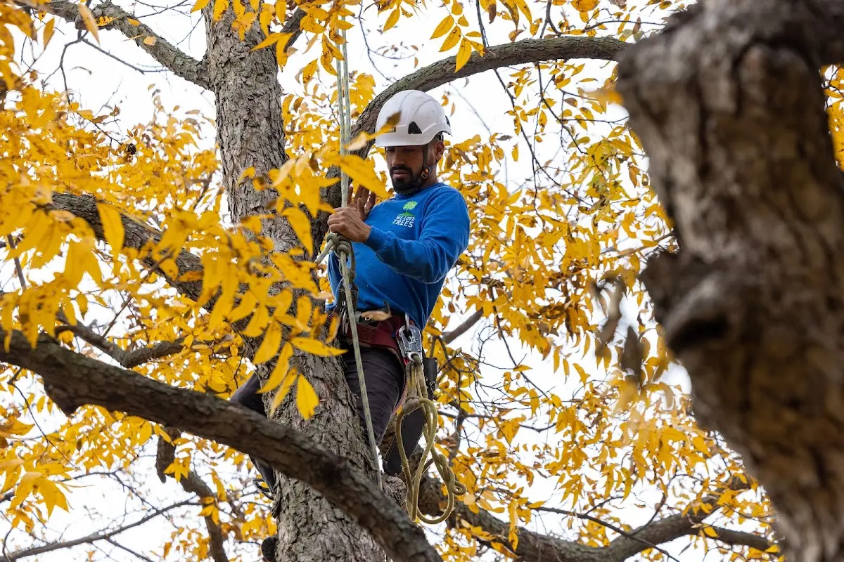 Skilled Tree Pruning crew working in Harford