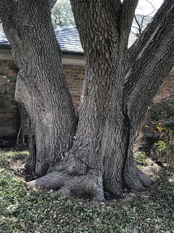Mature heritage tree close to a Harford property cared for by certified arborists